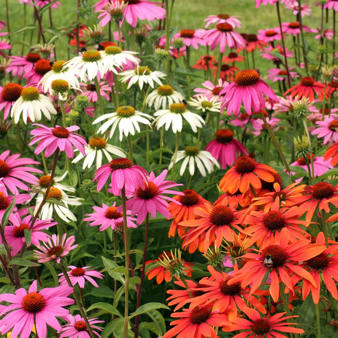 Obrázok Echinacea purpurová (Echinacea purpurea) ´CHEYENNE SPIRIT´® - kont. C2L
